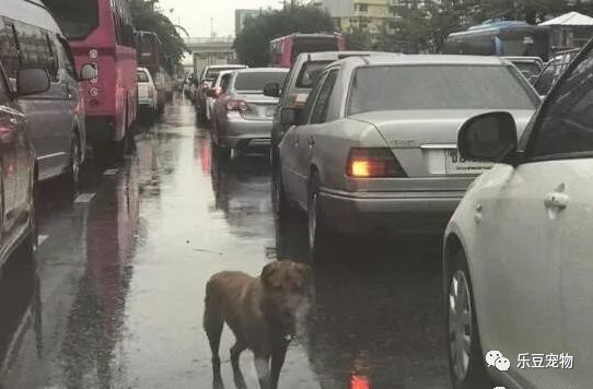 車流中流浪狗挨個嗅車,靠近一看狗狗倔強的眼神讓人佩服!