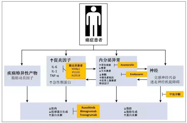 肿瘤恶病质 你只知道 体重降低 腾讯新闻