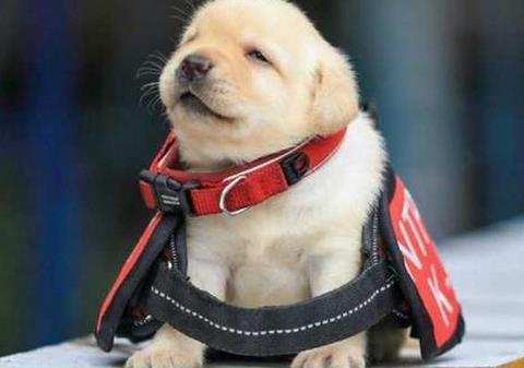 警犬小的时候是什么样子?台湾一家警局刚进了一批小警犬,萌化了