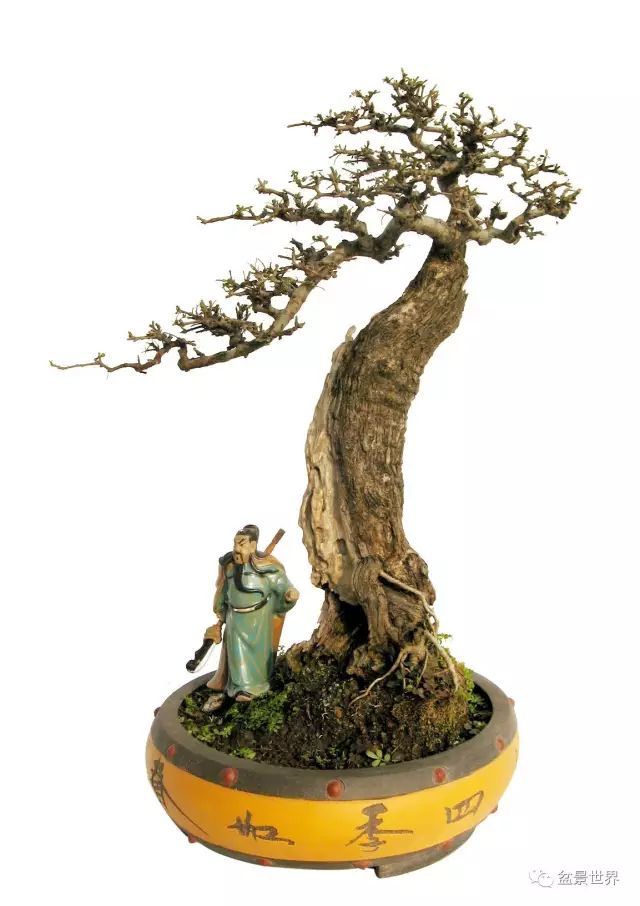 盆景之王太美了