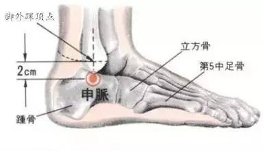 【解剖位置】在腓骨長短肌腱上緣;有外踝動脈網及小隱靜脈;布有腓腸