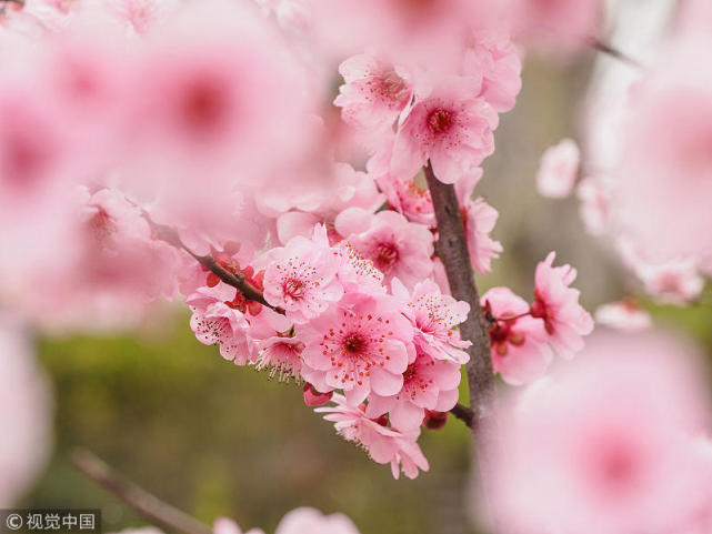 花朝節詩詞六首欣賞:今日是花朝,一年春事說今朝