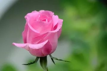 除了红玫瑰白玫瑰,这些玫瑰花同样美得