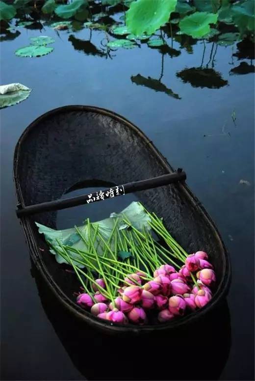 拥一颗素心,守一方静谧