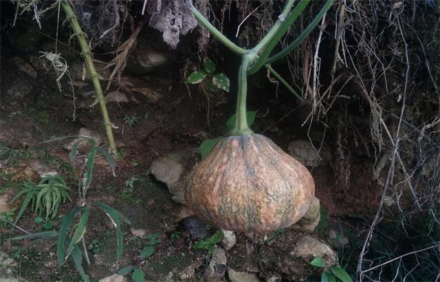 这种瓜一身都是宝,大家都爱吃,老人却说