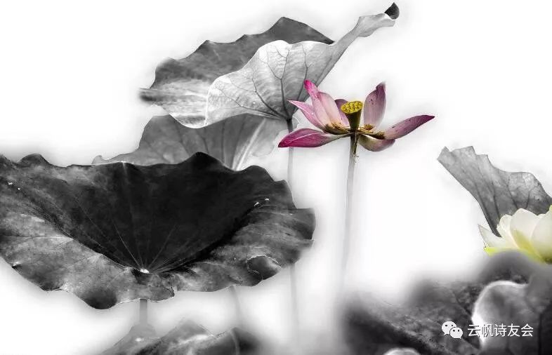 鹧鸪天|【当代诗人咏秋天·第二季】紫筠 卷