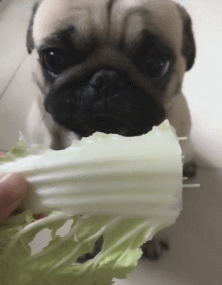 狗狗把青菜当饭后水果吃饱饭之后必须要吃颗白菜