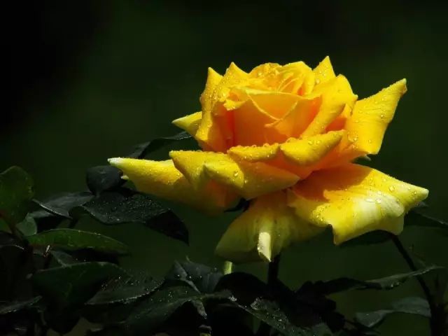 641