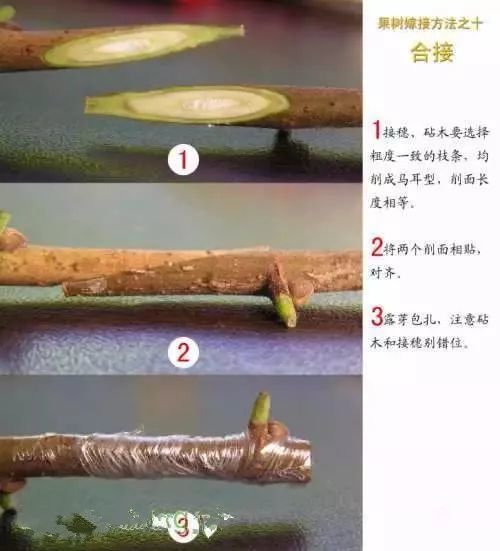 冬季桃树嫁接方法图片