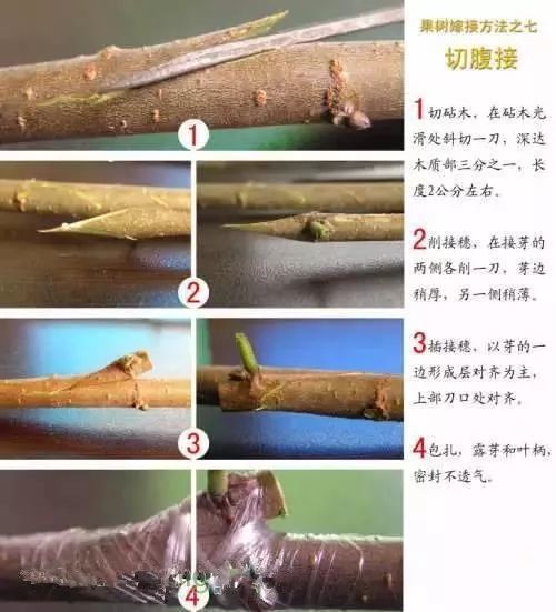 果树嫁接技术现场操作讲解