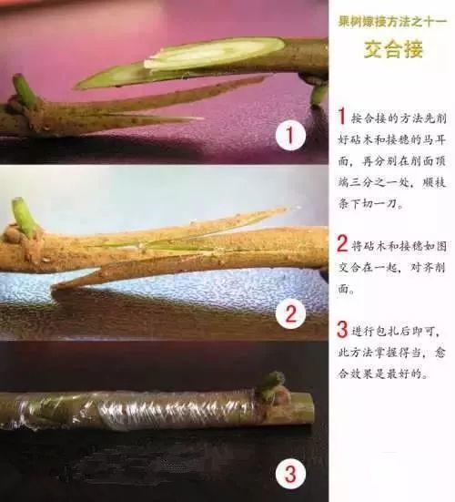 果树嫁接技术现场操作讲解