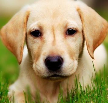 关于狗狗的电影,没有一部不是哭着看完的