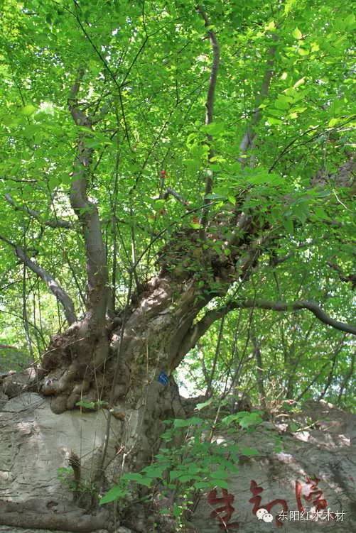 "檀木"是什么木头?_腾讯新闻