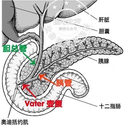 手把手教你認識急性胰腺炎終身難忘