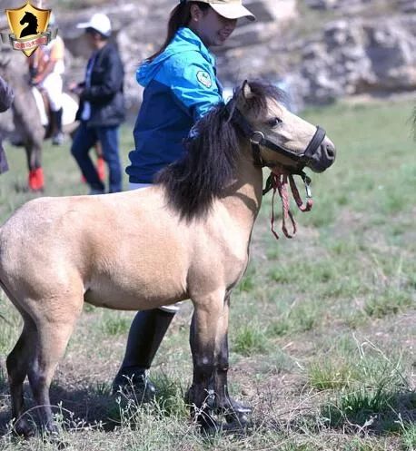 德保矮马到底有多矮