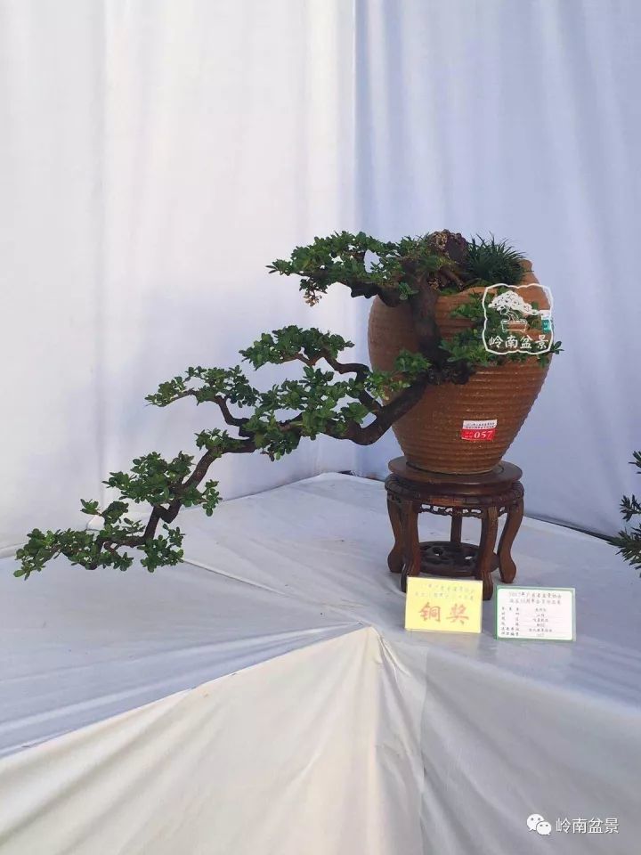 悬崖半悬崖型盆景的塑造要点