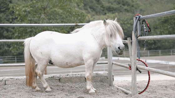 马种百科国产小可爱德保矮马