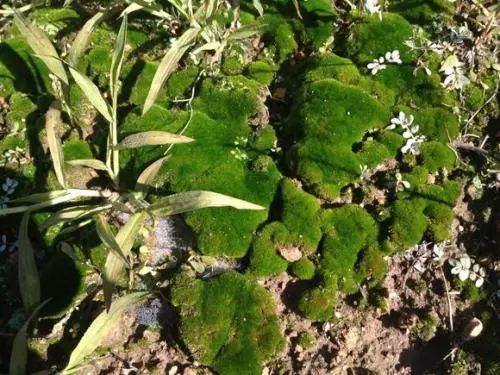 沉寂300年的诗句一夜爆红!今日开工用它励志