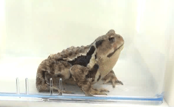 涨姿势:能喷射100℃沸腾毒液的投弹手甲虫