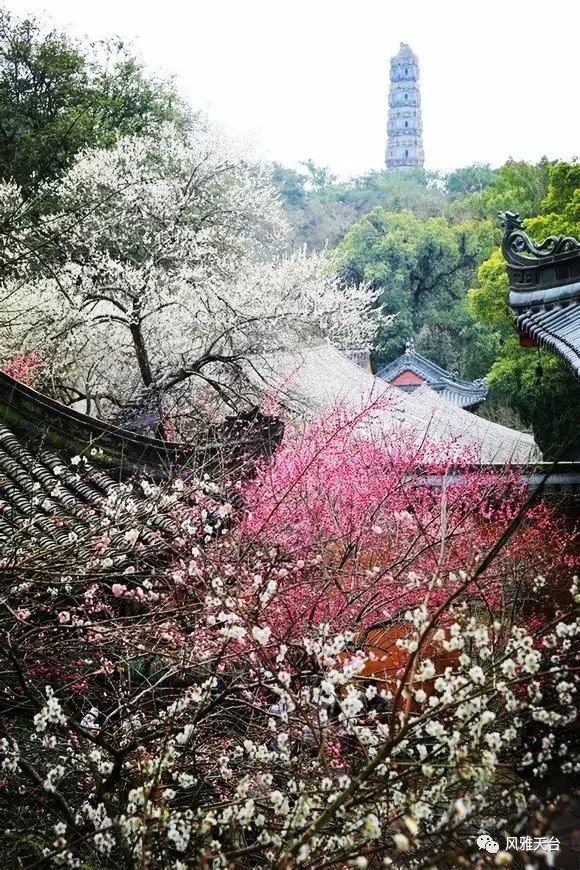 台州市天台山国清寺隋梅花开还不快去看