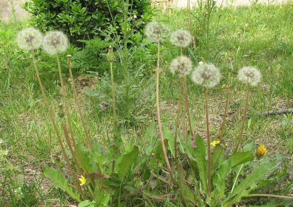 春天又到了采挖蒲公英的季节,蒲公英怎么吃,有什么功效和作用?