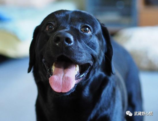 狗年八狗 明星犬背后的小花絮 腾讯网