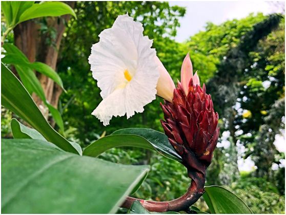 万年青花圃新加坡