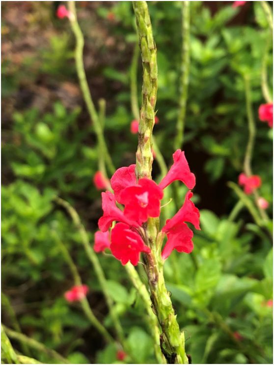 万年青花圃新加坡