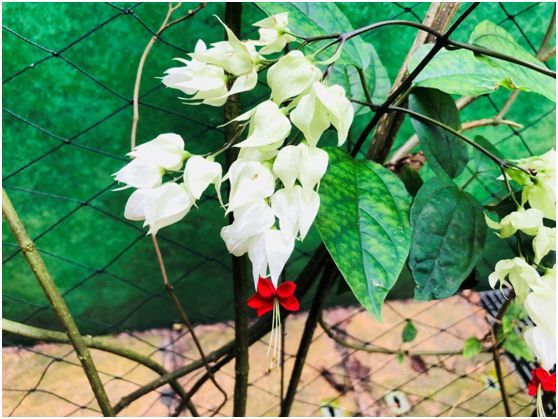 万年青花圃新加坡