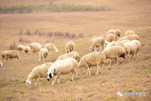 断奶|从13年“入坑”活过来！看看老梁多年的养羊心得！