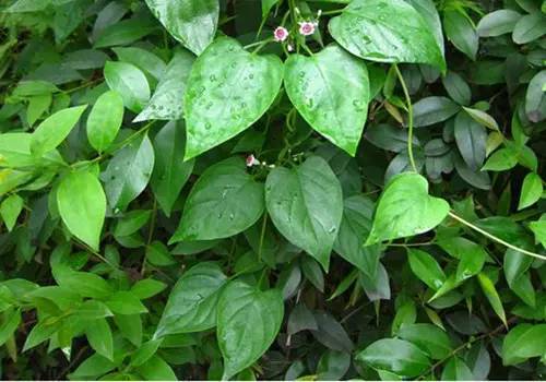 兴宁地区这种野草闻起来很臭却是很多人的心头好