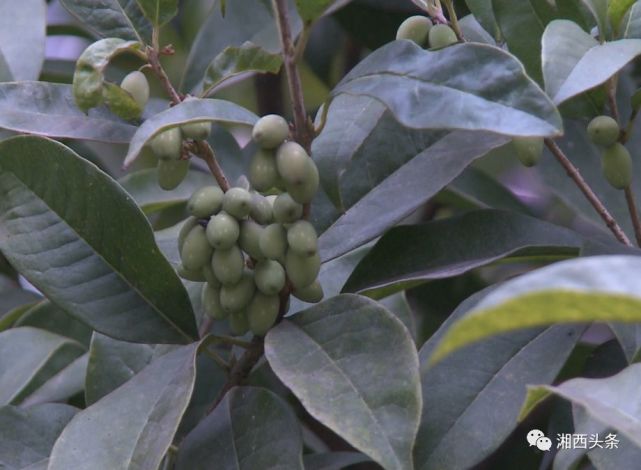 湘西一桂花树喜得贵子翠绿果实簇簇饱满