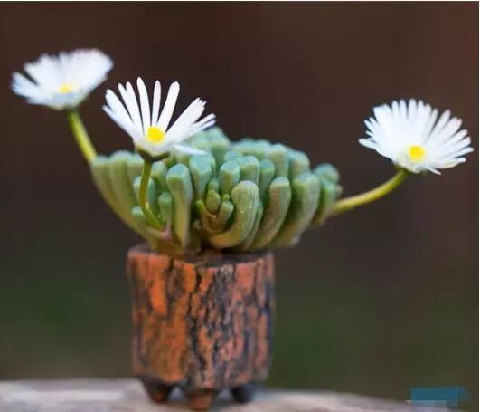 那些被误解了的不开花的多肉植物 真不开花吗 腾讯新闻