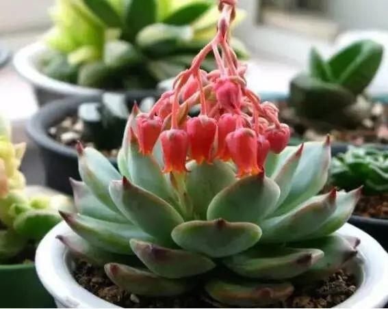 那些被误解了的不开花的多肉植物 真不开花吗 腾讯新闻