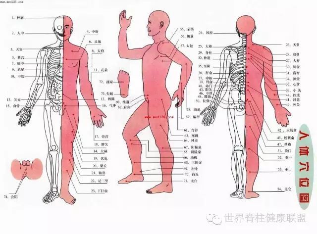 【穴位超記憶】半個小時搞定100個(附十四經絡動態圖)