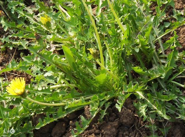 这5种野菜你都认识吗 有大棚农民现在就可种 开春后肯定大卖