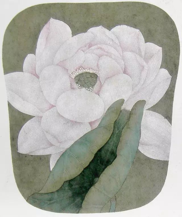 梔子花山楂藍莓金絲桃狗尾草梅扁豆野薔薇蕃茄鳶尾花蔓陀蘿花2蔓陀蘿