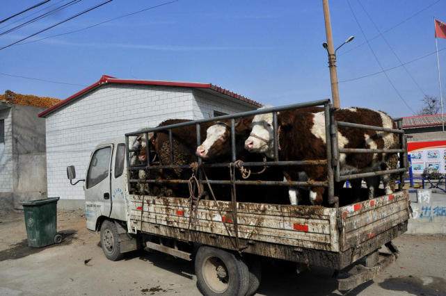 一户人家的门口正停着一辆拉满牛的三轮车,车主人说,往年过年到正月