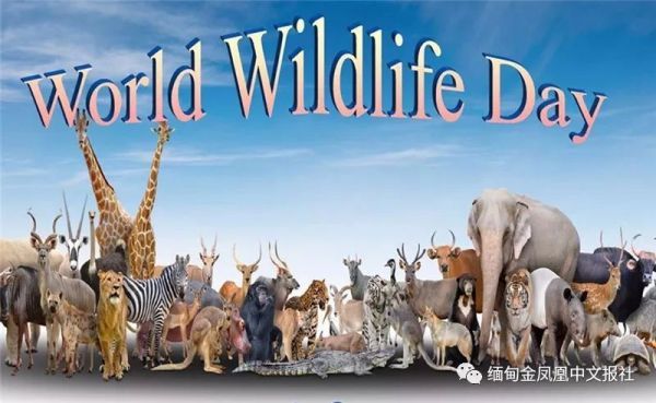 合作在仰光,内比都国际机场及港口举行"停止非法运输野生动物"活动