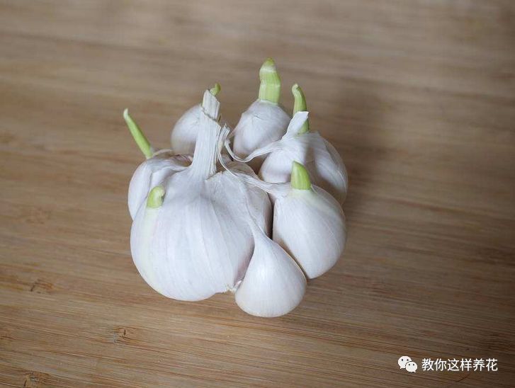 塑料瓶|巧用塑料瓶种大蒜洋葱，1个桶种一大片，吃都吃不完！