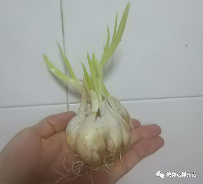 塑料瓶|巧用塑料瓶种大蒜洋葱，1个桶种一大片，吃都吃不完！