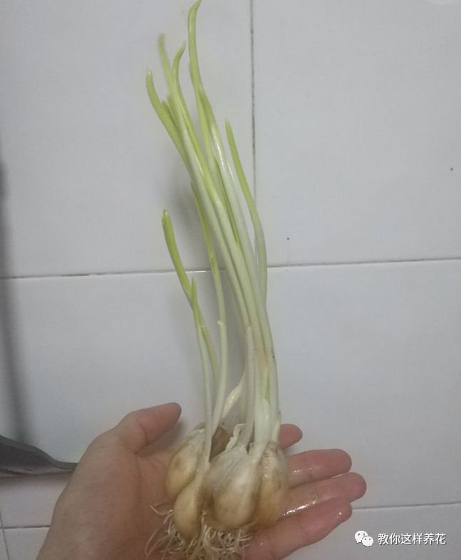 塑料瓶|巧用塑料瓶种大蒜洋葱，1个桶种一大片，吃都吃不完！
