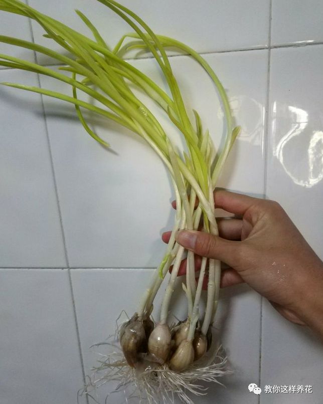 塑料瓶|巧用塑料瓶种大蒜洋葱，1个桶种一大片，吃都吃不完！