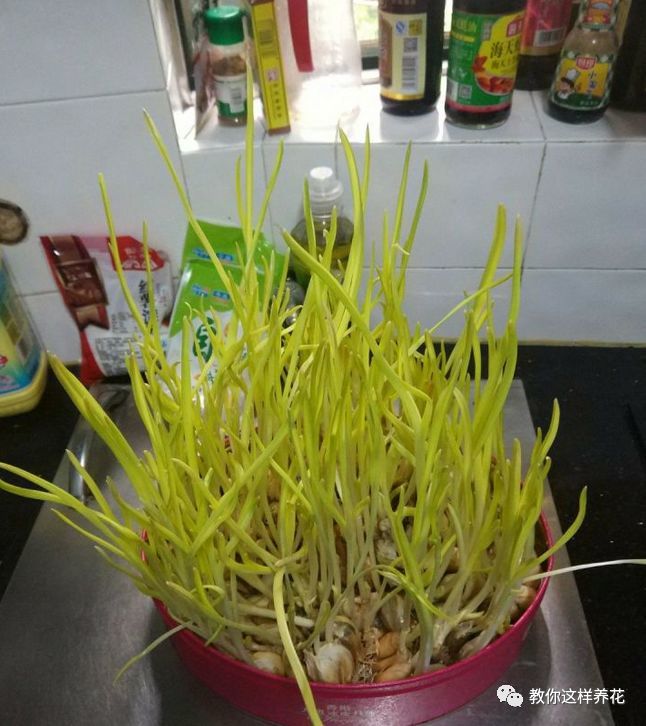 塑料瓶|巧用塑料瓶种大蒜洋葱，1个桶种一大片，吃都吃不完！