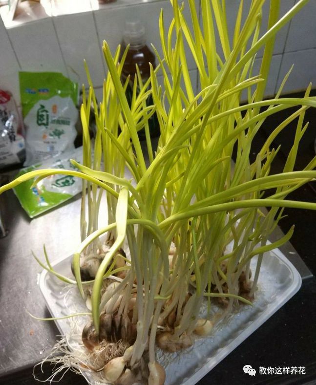 塑料瓶|巧用塑料瓶种大蒜洋葱，1个桶种一大片，吃都吃不完！