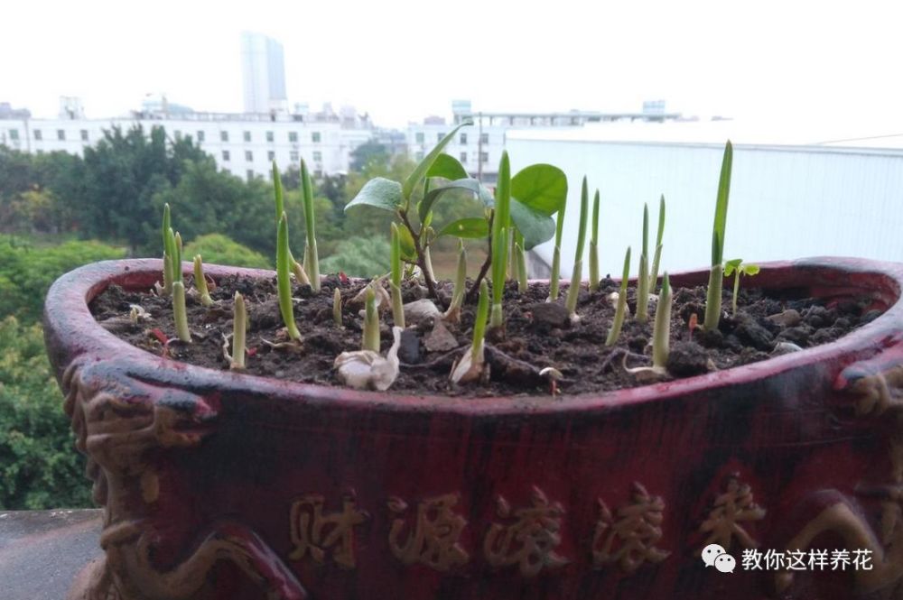 塑料瓶|巧用塑料瓶种大蒜洋葱，1个桶种一大片，吃都吃不完！