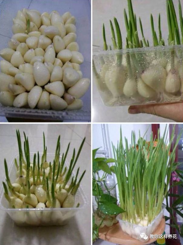 塑料瓶|巧用塑料瓶种大蒜洋葱，1个桶种一大片，吃都吃不完！