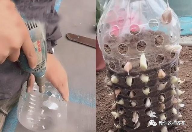 塑料瓶|巧用塑料瓶种大蒜洋葱，1个桶种一大片，吃都吃不完！