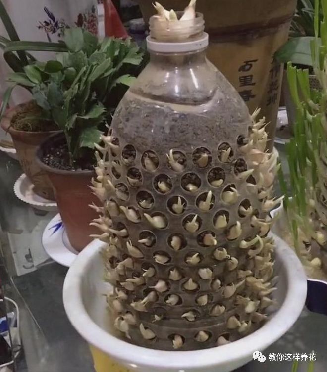 塑料瓶|巧用塑料瓶种大蒜洋葱，1个桶种一大片，吃都吃不完！