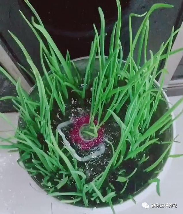 塑料瓶|巧用塑料瓶种大蒜洋葱，1个桶种一大片，吃都吃不完！